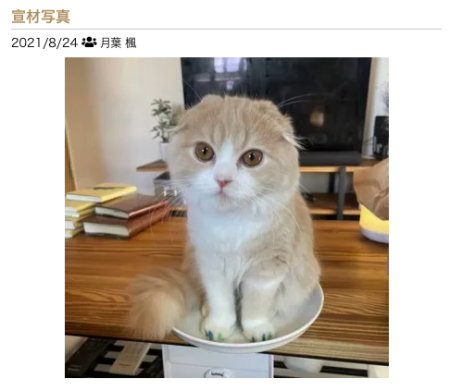 可愛すぎてメロメロ！セラピは圧倒的に「猫派」⁉︎